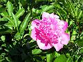 DSCF0457
