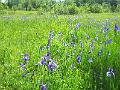 DSCF0461