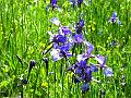 DSCF0462