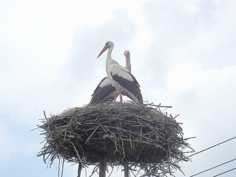 DSCF0536.JPG