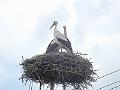 DSCF0536
