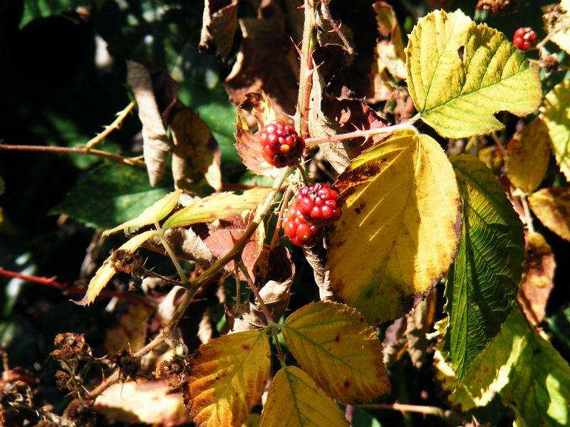 DSCF1681.JPG