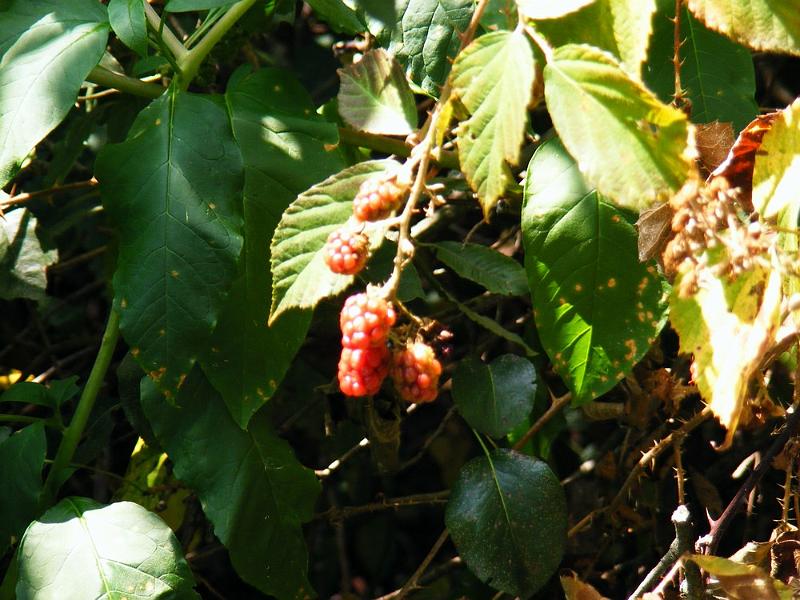 DSCF1682.JPG