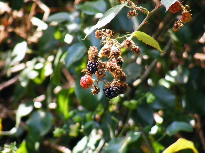DSCF1683.JPG