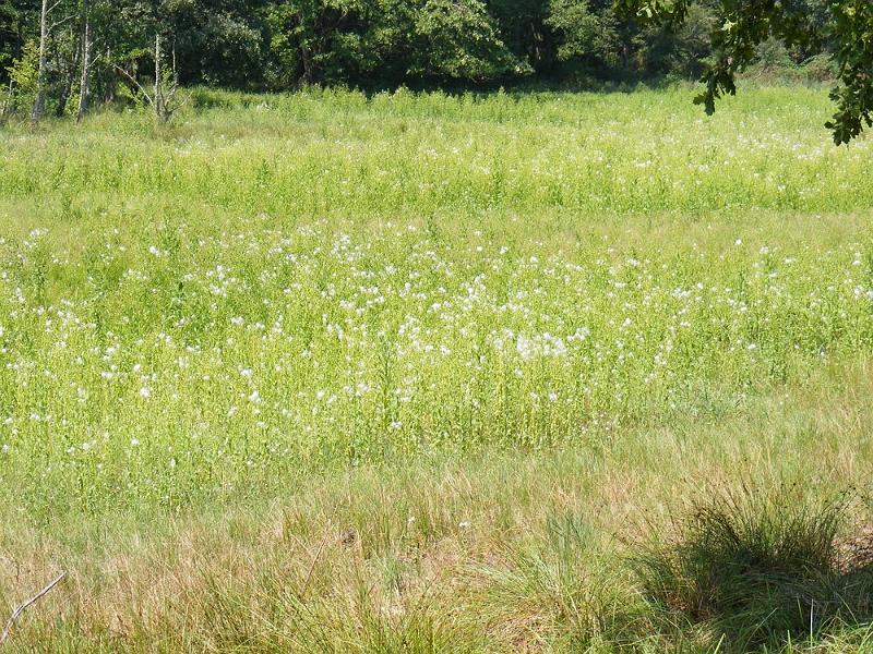 DSCF1712.JPG