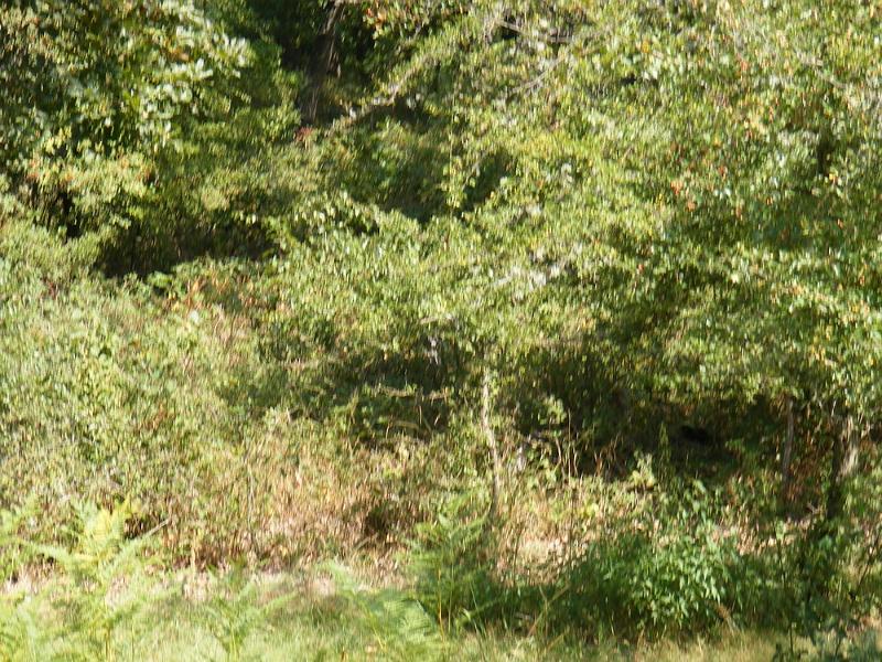 DSCF1725.JPG