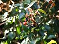 DSCF1683