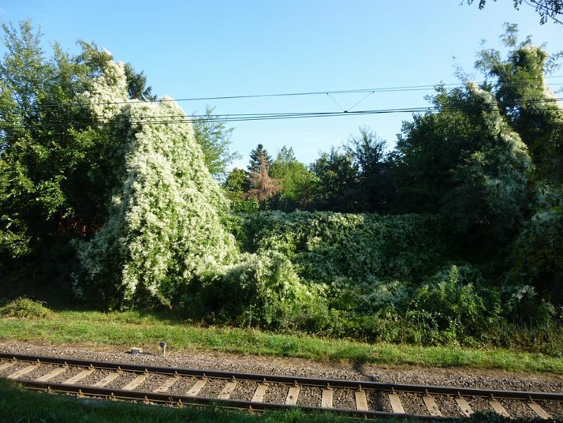 P1120423.JPG