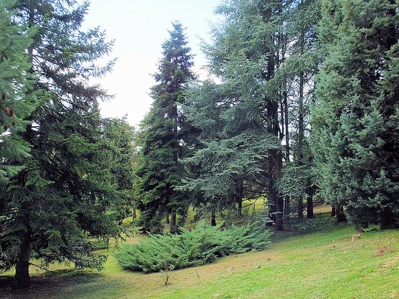 DSCF0715.JPG