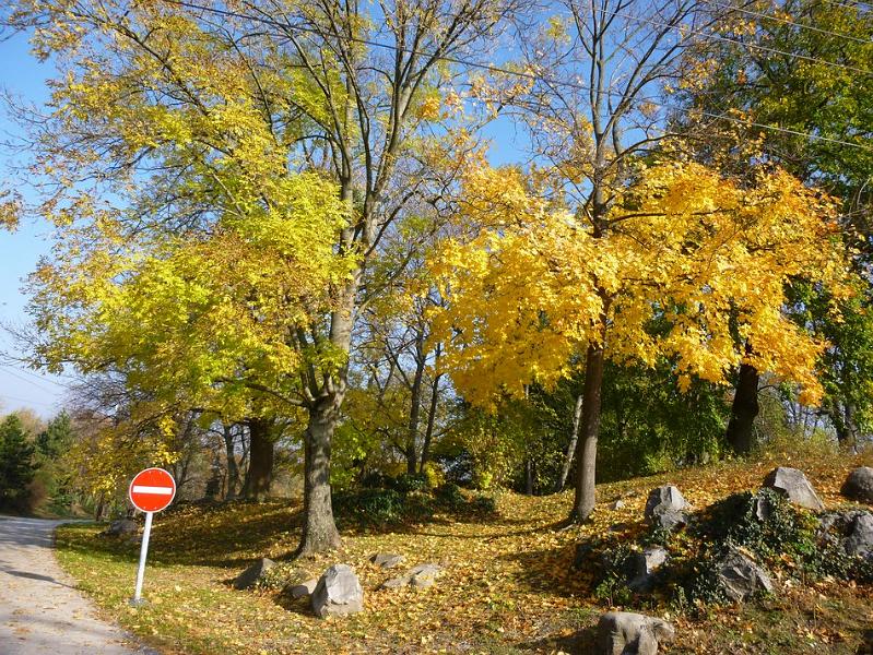 P1130144.JPG