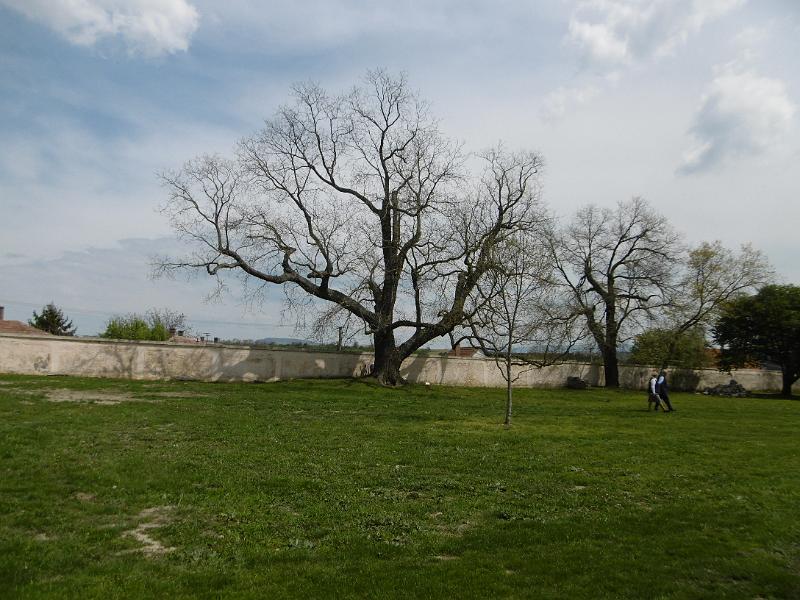 P3340259.JPG