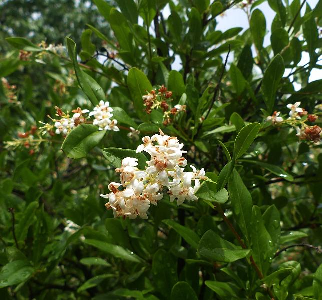 P1290234.jpg