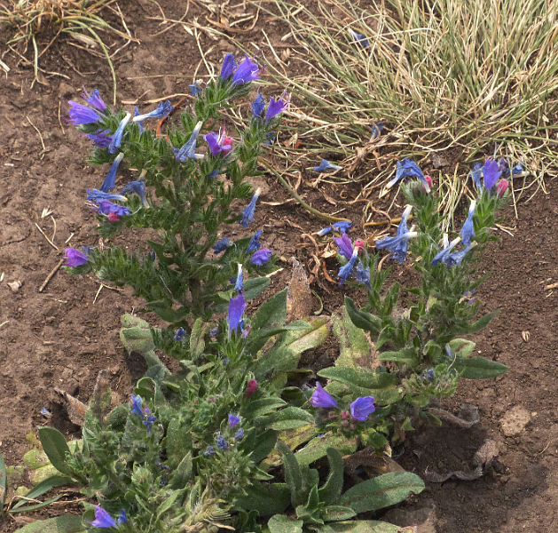 image8.png