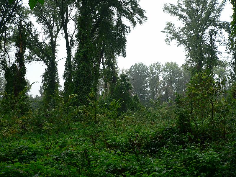 P1070547.JPG