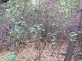 DSCF2872