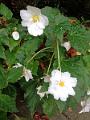IMG_20221031_135554