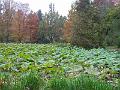 DSCF2967