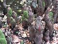 DSCF2980
