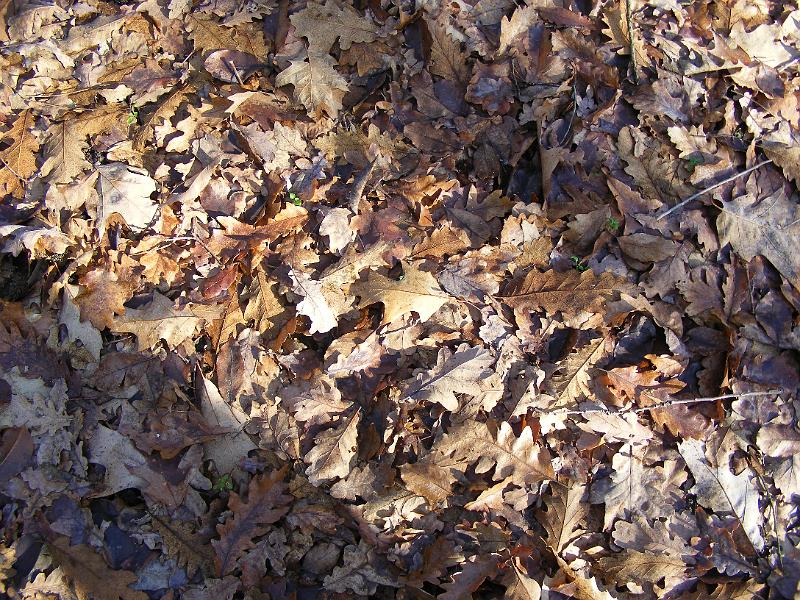 DSCF0025.JPG