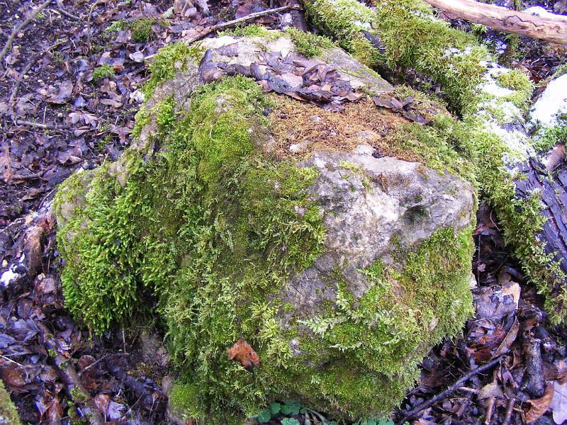DSCF0132.JPG