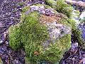 DSCF0132