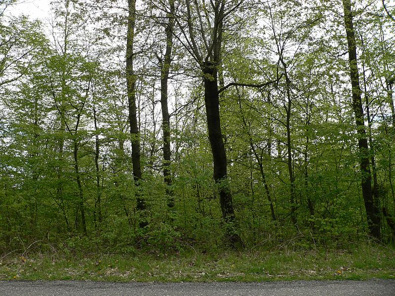 P1070875.JPG