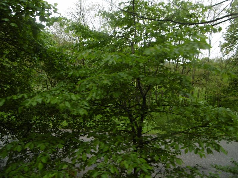 P3350250.JPG