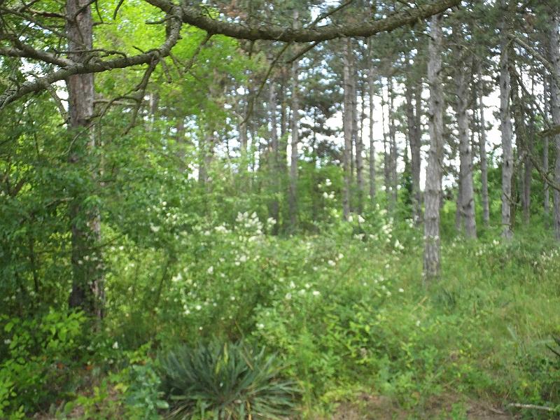 DSCF3251.JPG