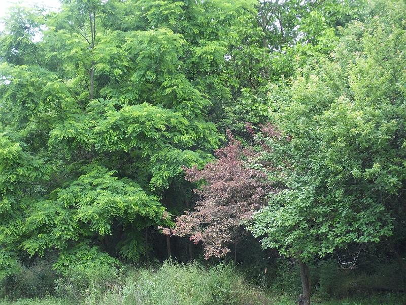 DSCF3258.JPG