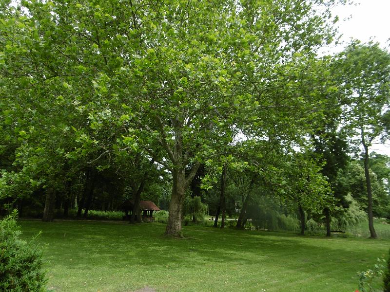P3350408.JPG