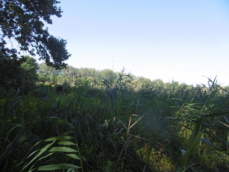 P1080686-1.jpg