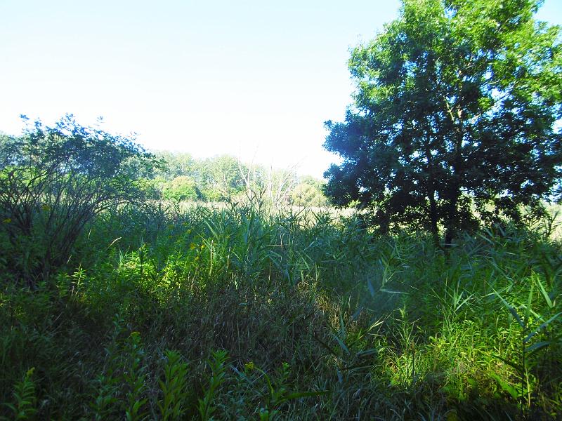 P1080688-1.jpg