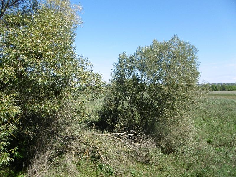 P1080700-1.jpg