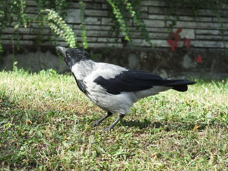 DSCF3578.JPG