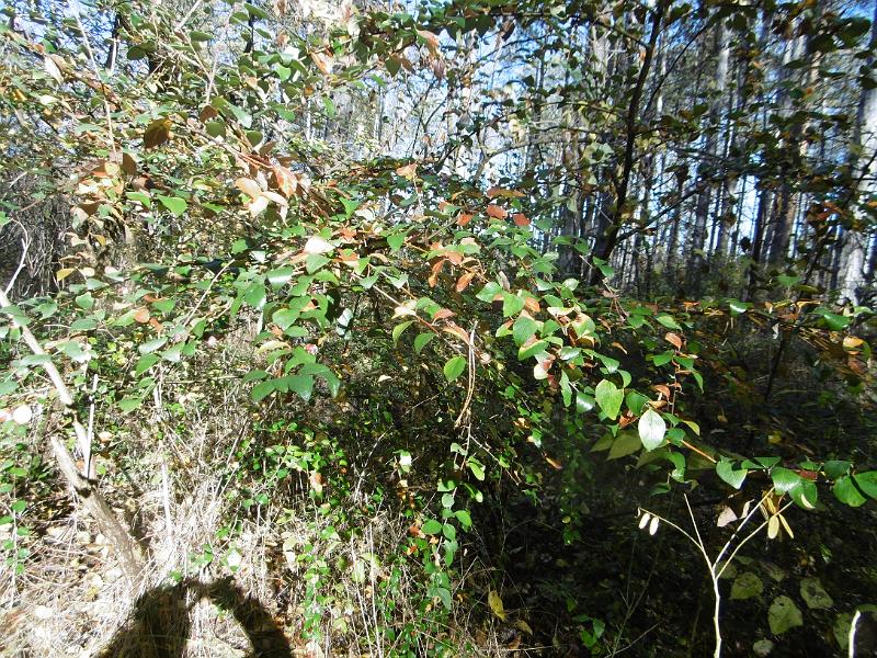 P1090022.JPG