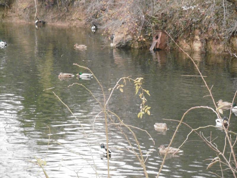 P1090154.JPG