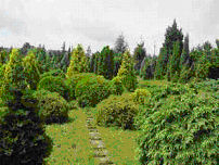 Avasi arborétum