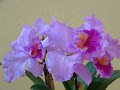 P1050272