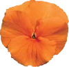 deep_orange