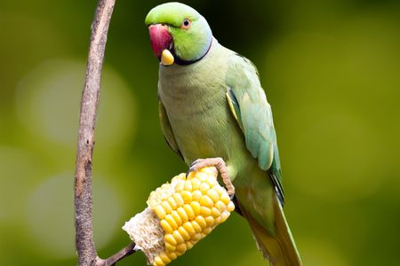 A papagáj táplálkozása