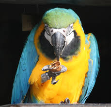 A papagáj táplálkozása