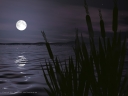 Cattails