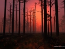 Sunsetfog