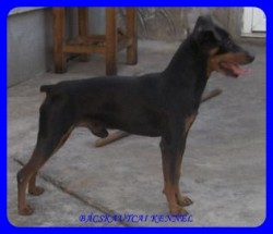  Ankirott Devil Pac ""