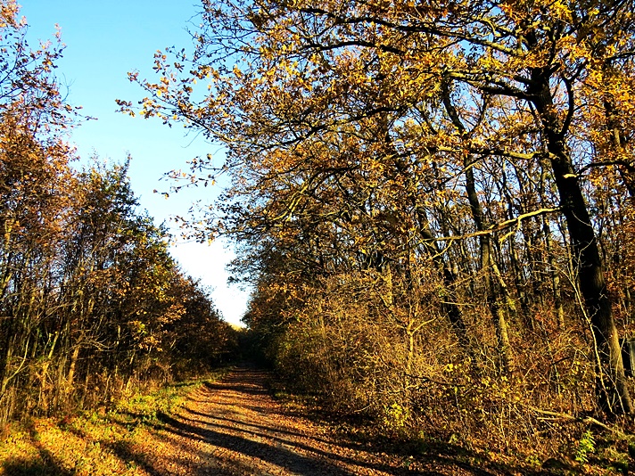 Őszi Csermajor