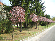 2005_0505Image0002