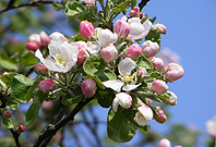 2005_0505Image0010