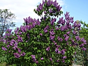 Lila orgona