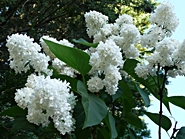 Fehér orgona