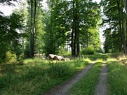 A nyári Csermajor